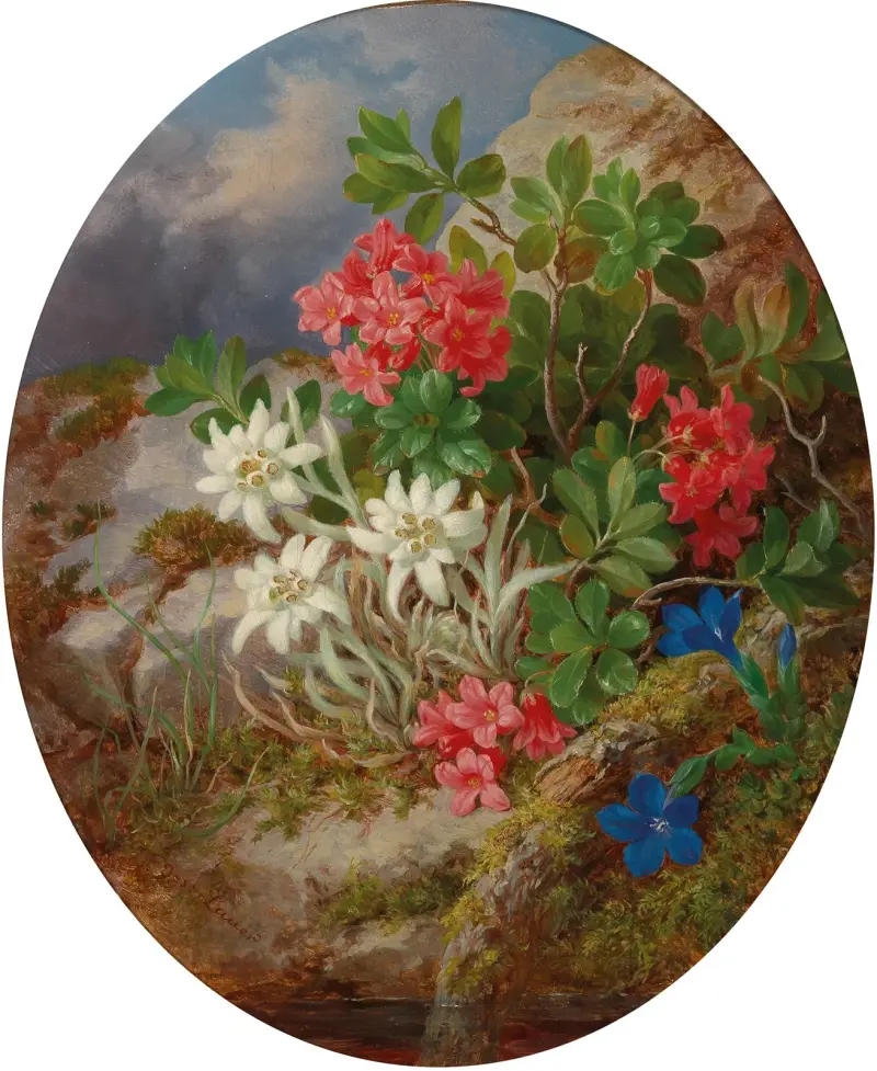 Alpské květiny – č. 2, Josef Lauer