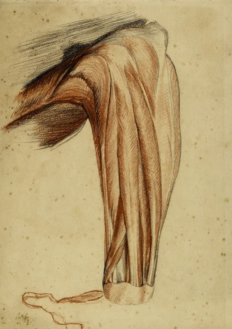 Två anatomiska studier. Flådd arm av Arthur-Joseph Gueniot