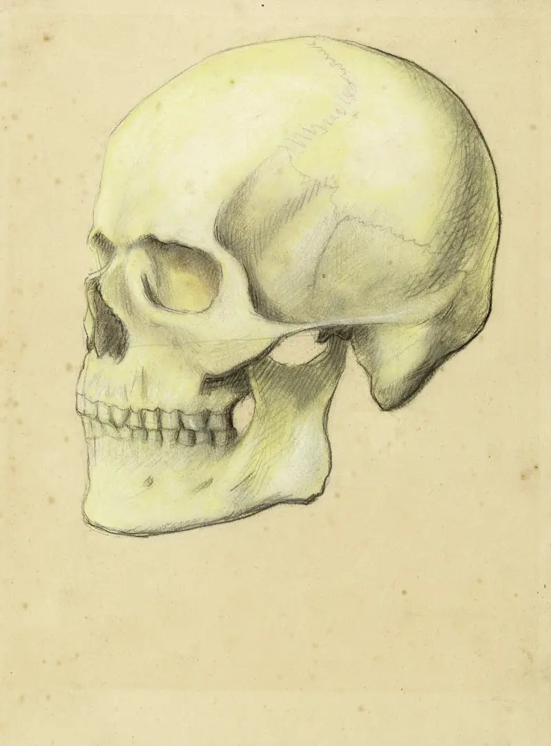 Två anatomiska studier. Människokranium av Arthur-Joseph Gueniot