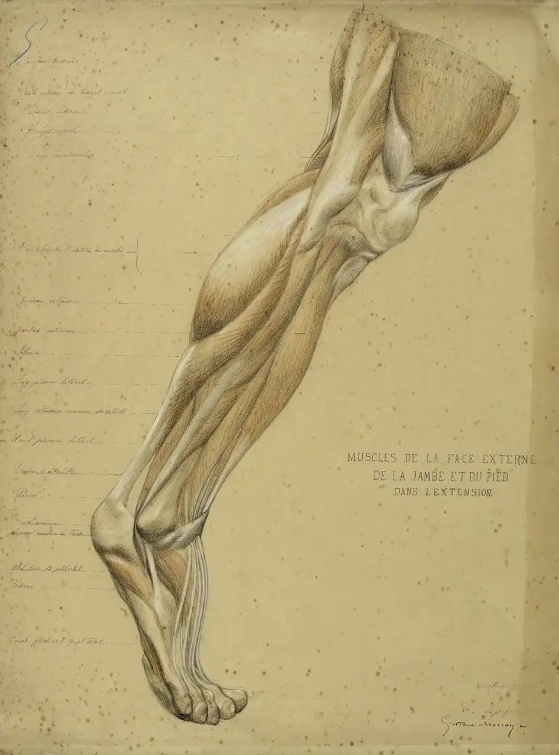 Etude anatomique. Muscles de la face externe de la jambe et du pied dans l’extension av Arthur-Joseph Gueniot