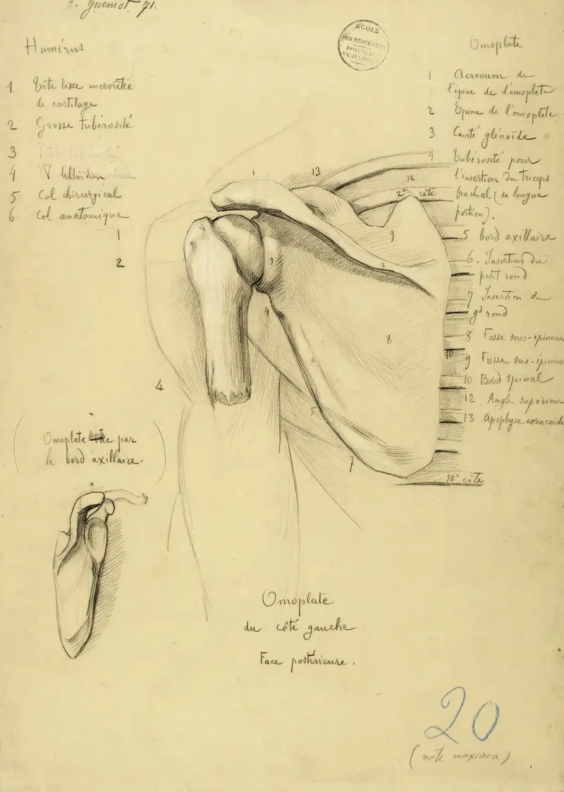 Etude anatomique. Omoplate du côté gauche. Face postérieure av Arthur-Joseph Gueniot