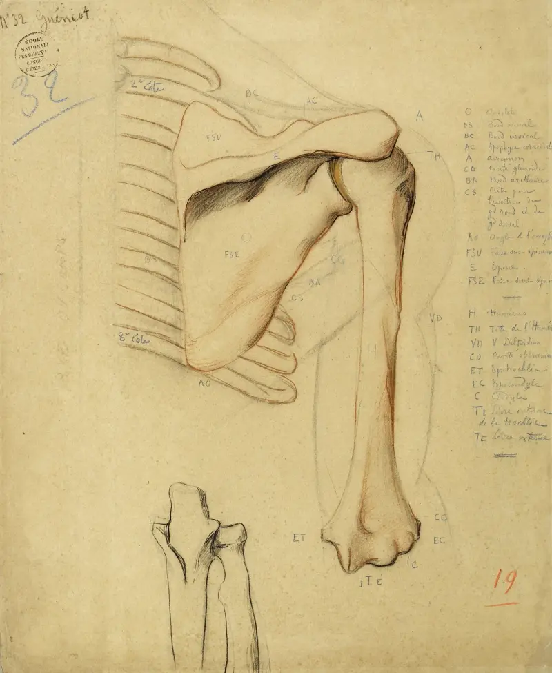 Anatomische Studie. Teile des menschlichen Skeletts, rechtes Schultergelenk und Oberarmknochen, zwei Knochen (unten, Mitte) von Arthur-Joseph Gueniot