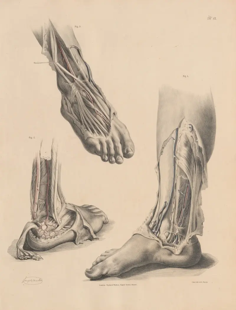 Part of the Posterior Tibial, The Peroneal artery, The Dorsal artery of the foot av Joseph Maclise
