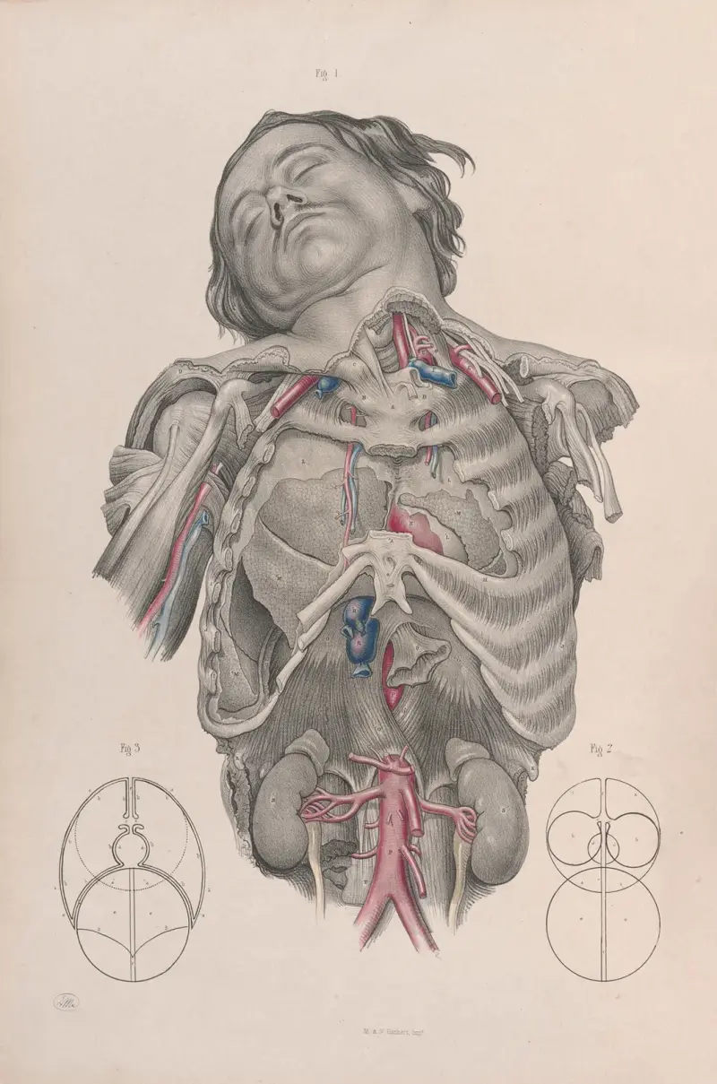 Surgical anatomy Pl.01 av Joseph Maclise