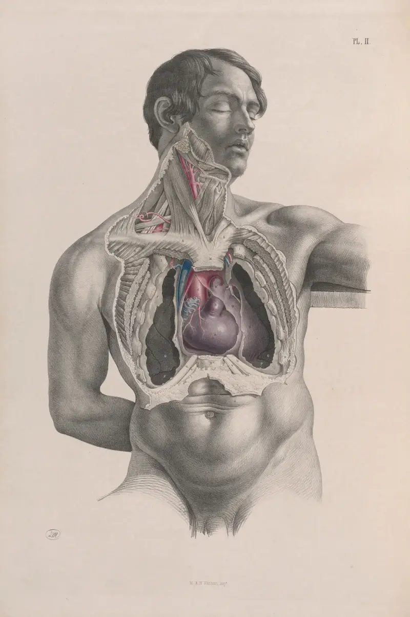 Surgical anatomy Pl.02 av Joseph Maclise