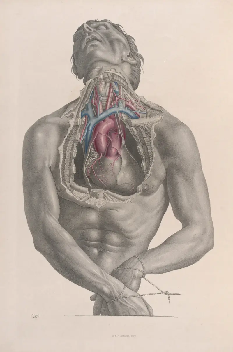 Surgical anatomy Pl.03 av Joseph Maclise