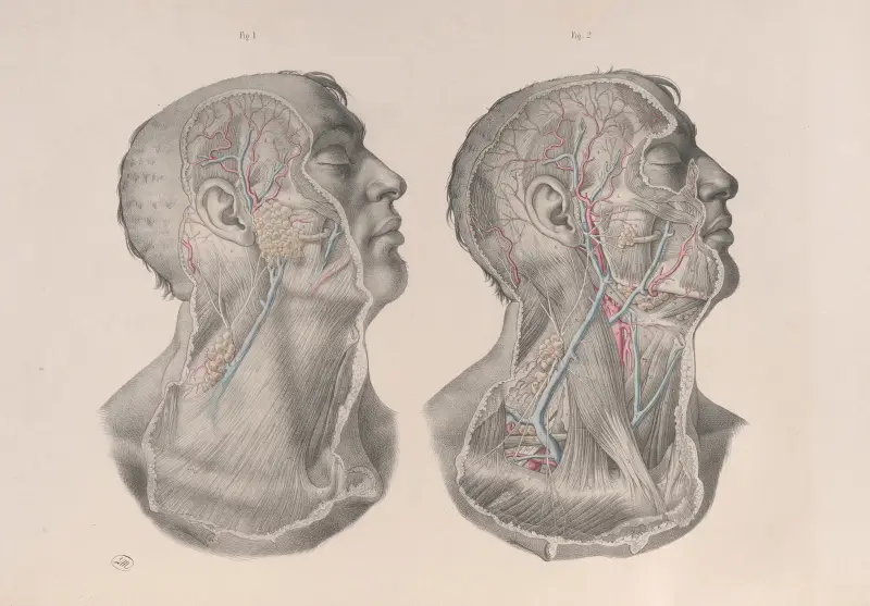 Surgical anatomy Pl.05 av Joseph Maclise