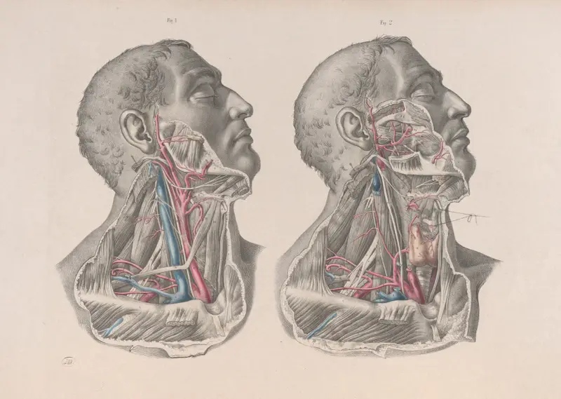 Surgical anatomy Pl.06 av Joseph Maclise