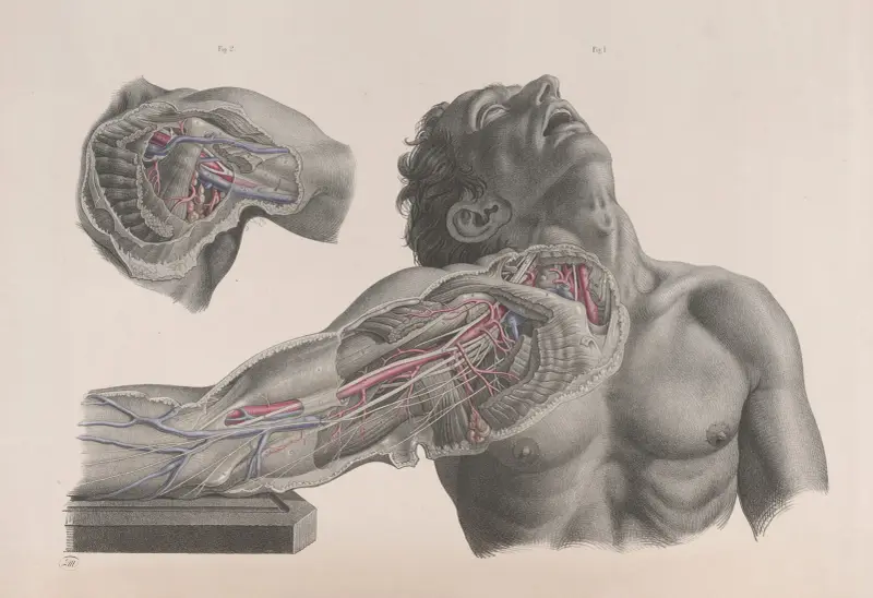 Surgical anatomy Pl.09 av Joseph Maclise