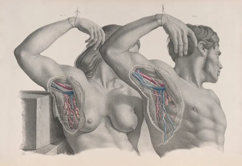 Surgical anatomy Pl.10 av Joseph Maclise