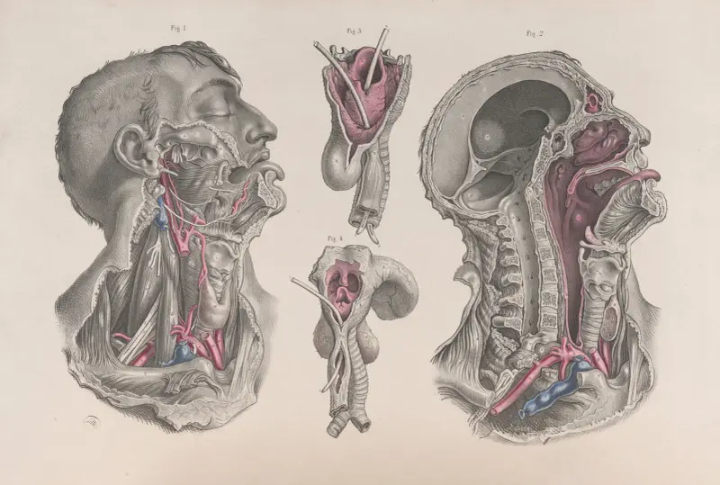 Surgical anatomy Pl.20 av Joseph Maclise