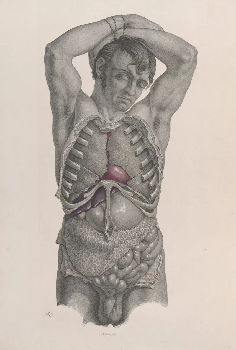 Surgical anatomy Pl.21 av Joseph Maclise