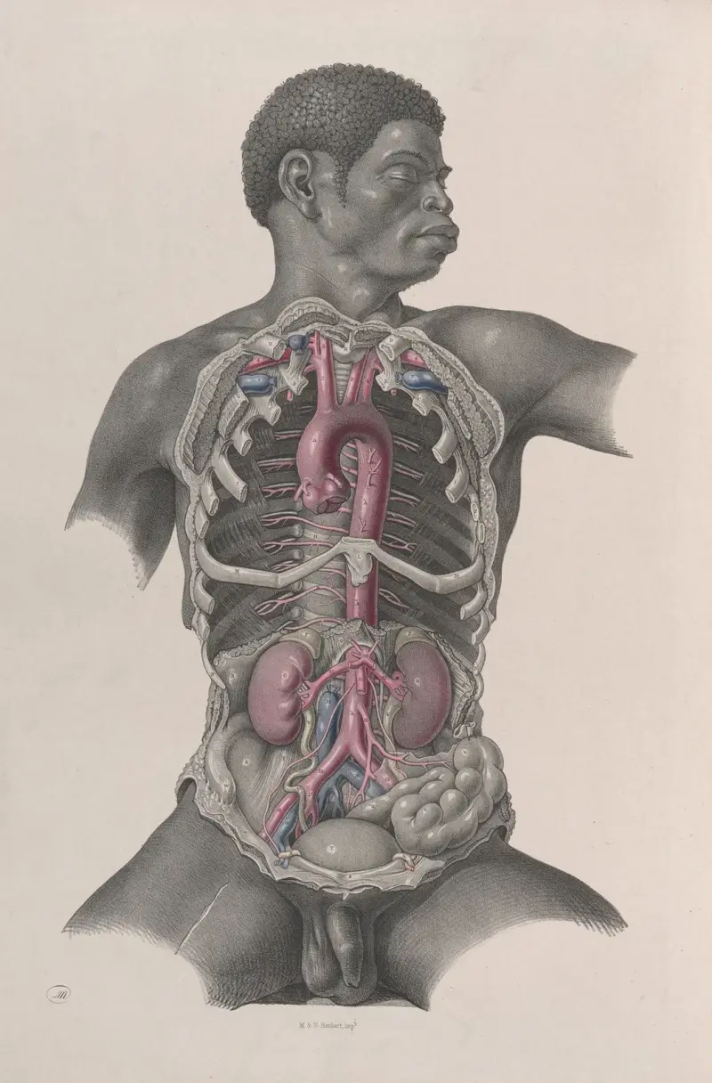 Surgical anatomy Pl.24 av Joseph Maclise