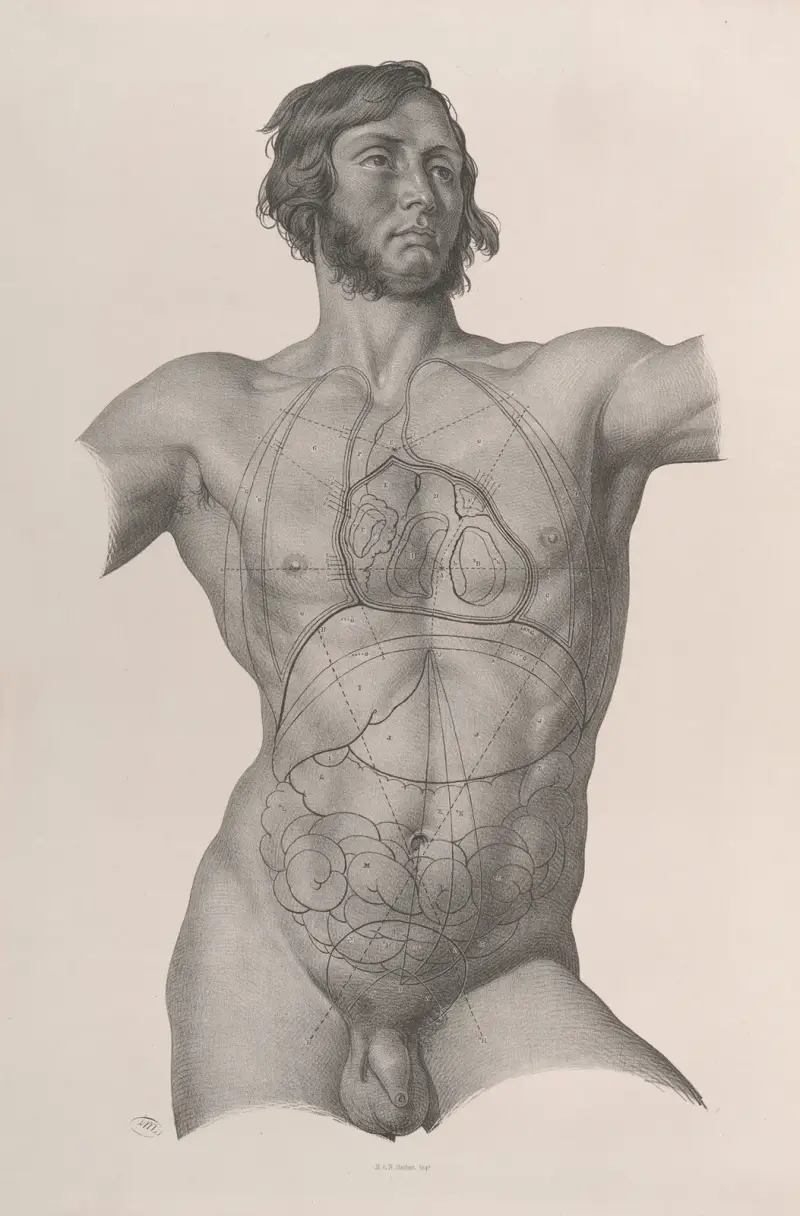 Surgical anatomy Pl.25 av Joseph Maclise