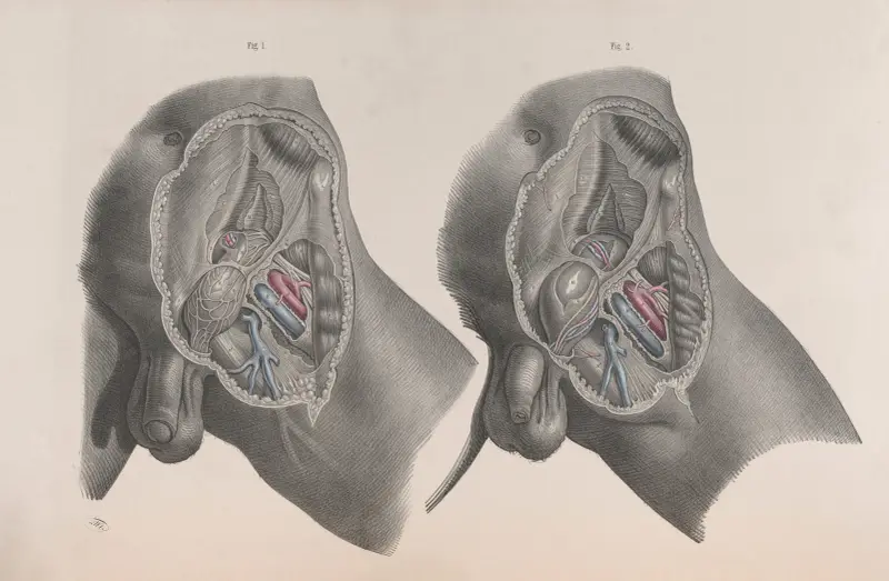 Surgical anatomy Pl.29 av Joseph Maclise