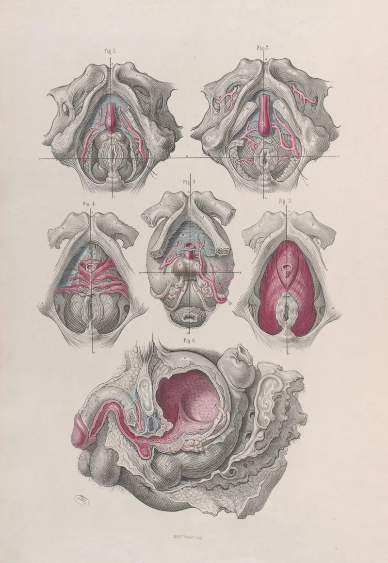 Surgical anatomy Pl.41 av Joseph Maclise
