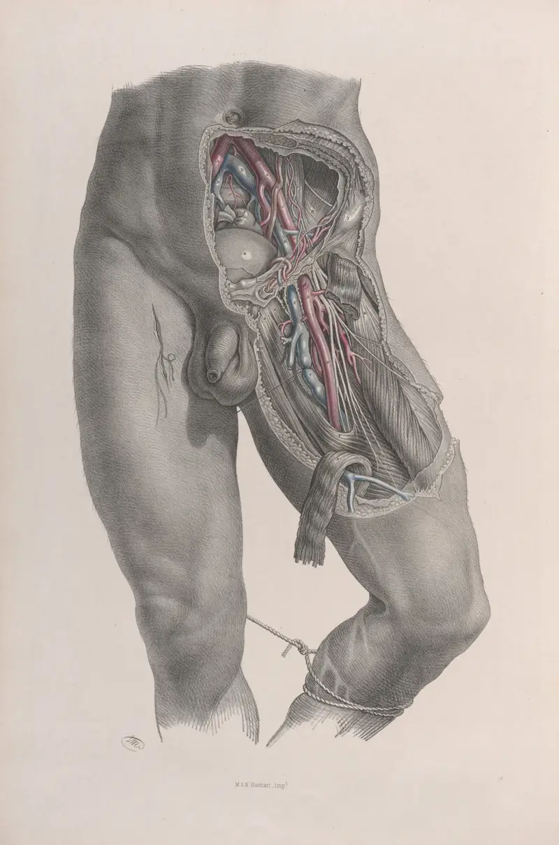 Surgical anatomy Pl.48 av Joseph Maclise