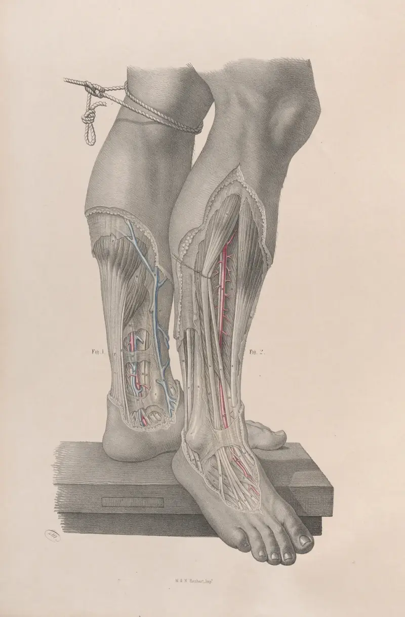 Kirurgisk anatomi pl. 50 av Joseph Maclise