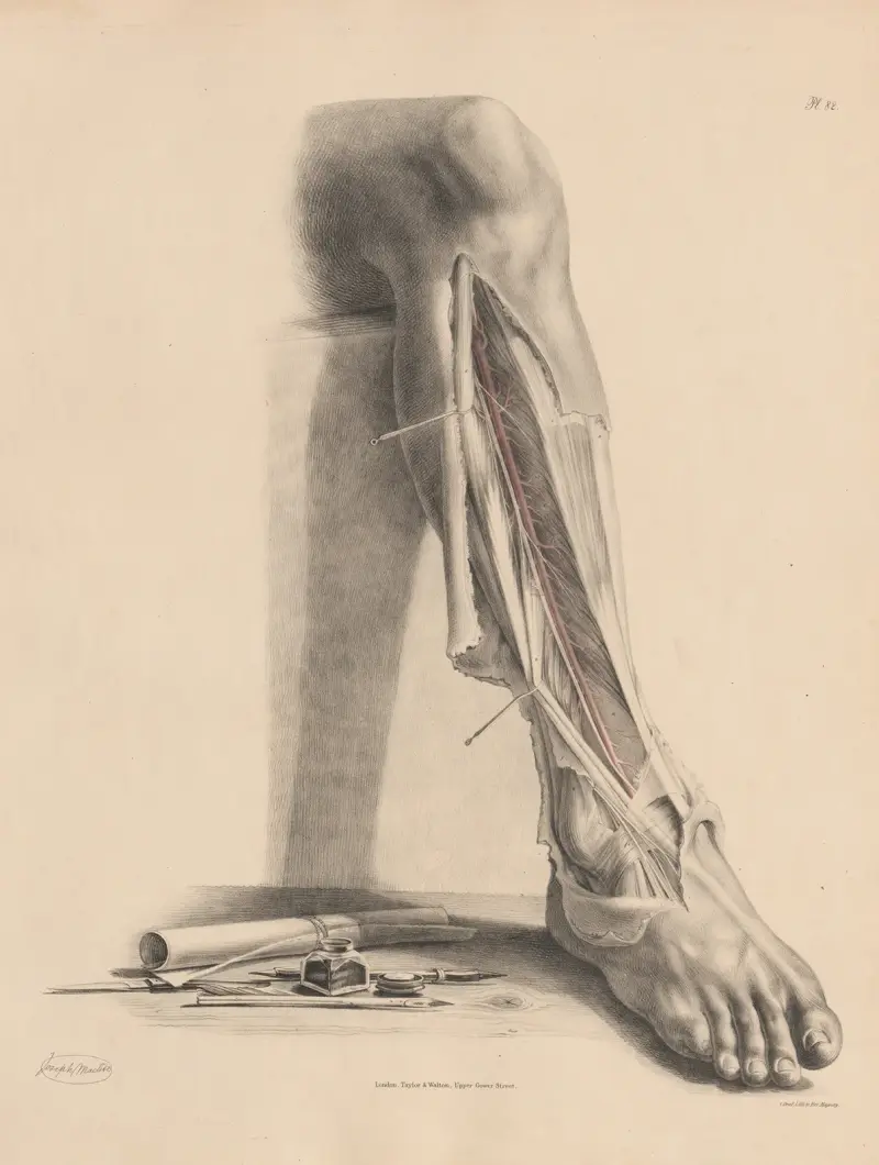 Den främre skenbenets artär av Joseph Maclise