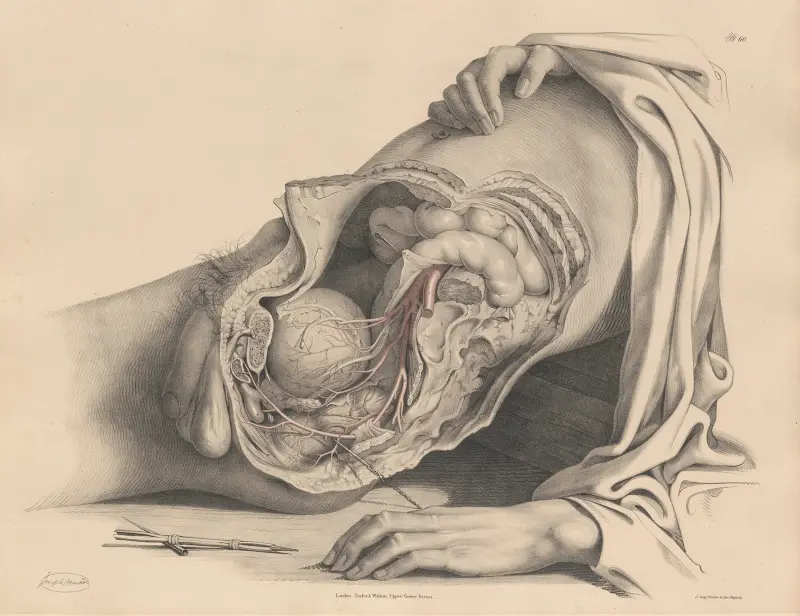 The Arteries of the Pelvis of the male av Joseph Maclise