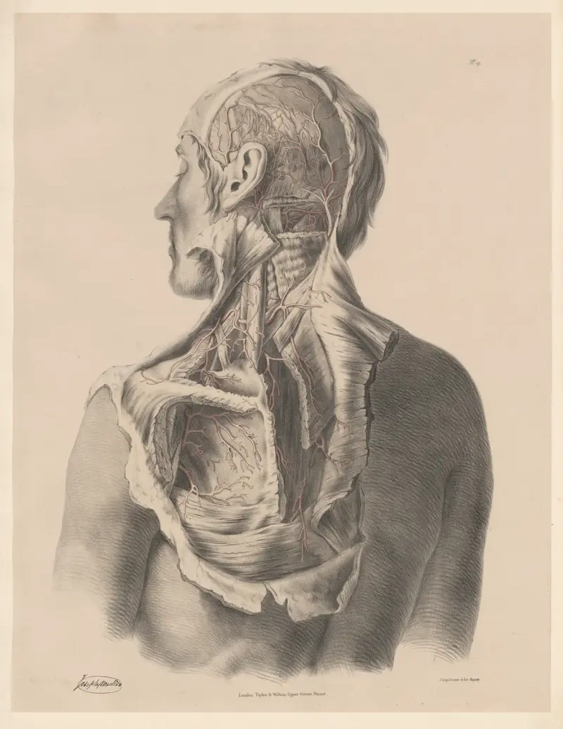 The arteries of the side and the back part of the Head av Joseph Maclise