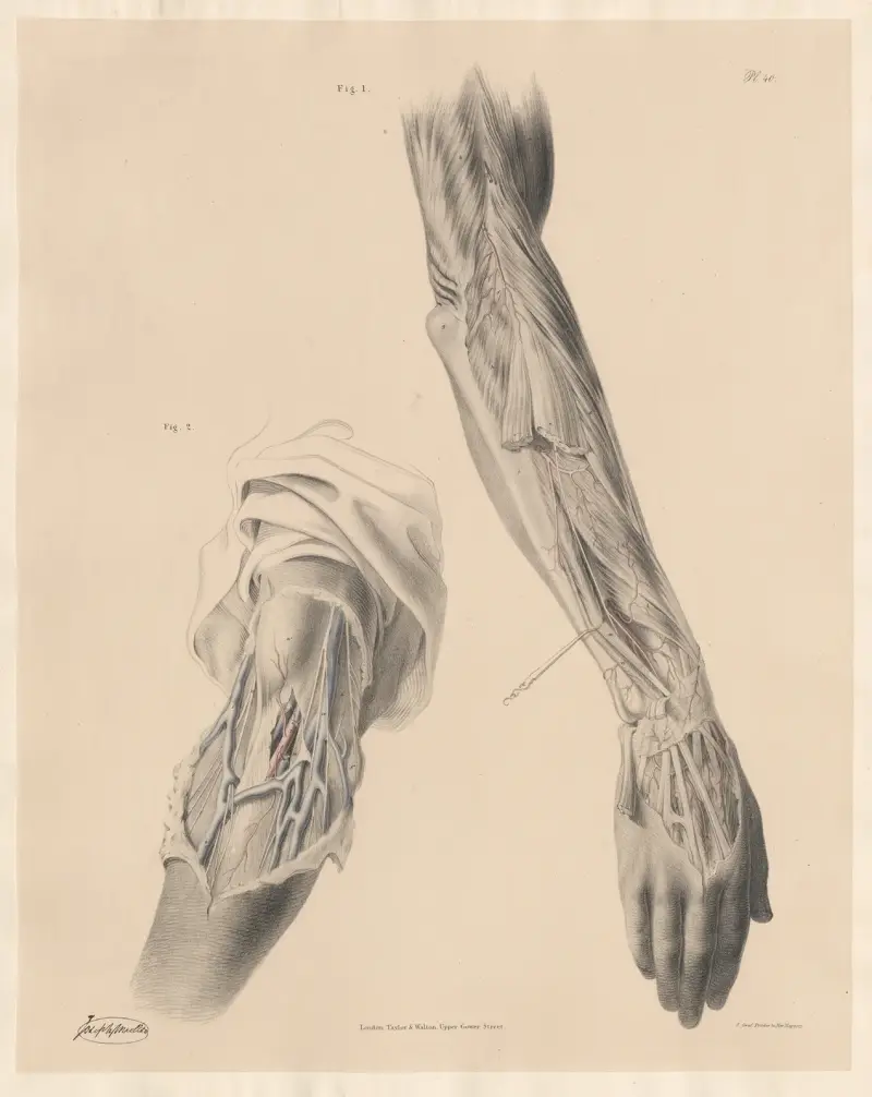 The Arteries on the back part of the fore-arm and hand ,The Superficial veins and nerves in front of the elbow joint av Joseph Maclise