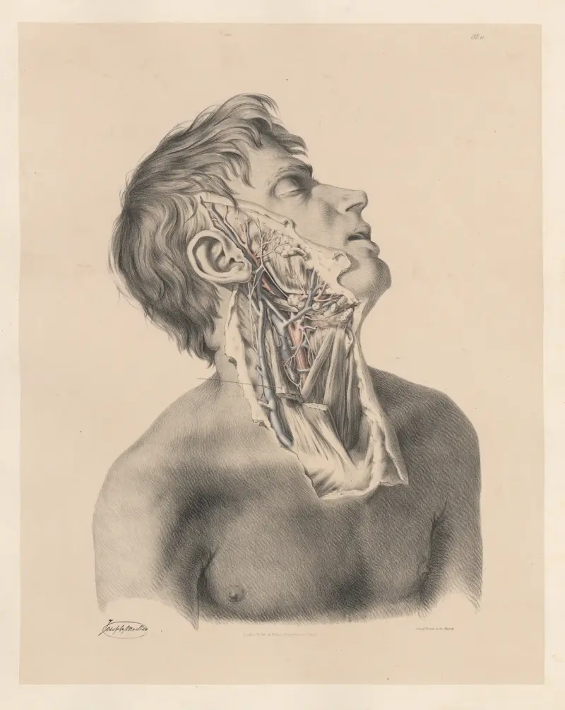 The External Carotid artery of the right side, with the accompanying veins and nerves av Joseph Maclise