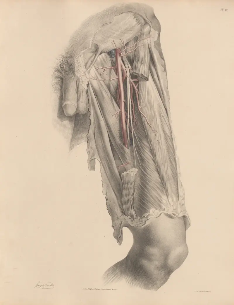 Lårartären och dess grenar av Joseph Maclise