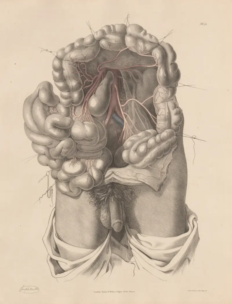 The Inferior Mesenteric artery and its branches av Joseph Maclise