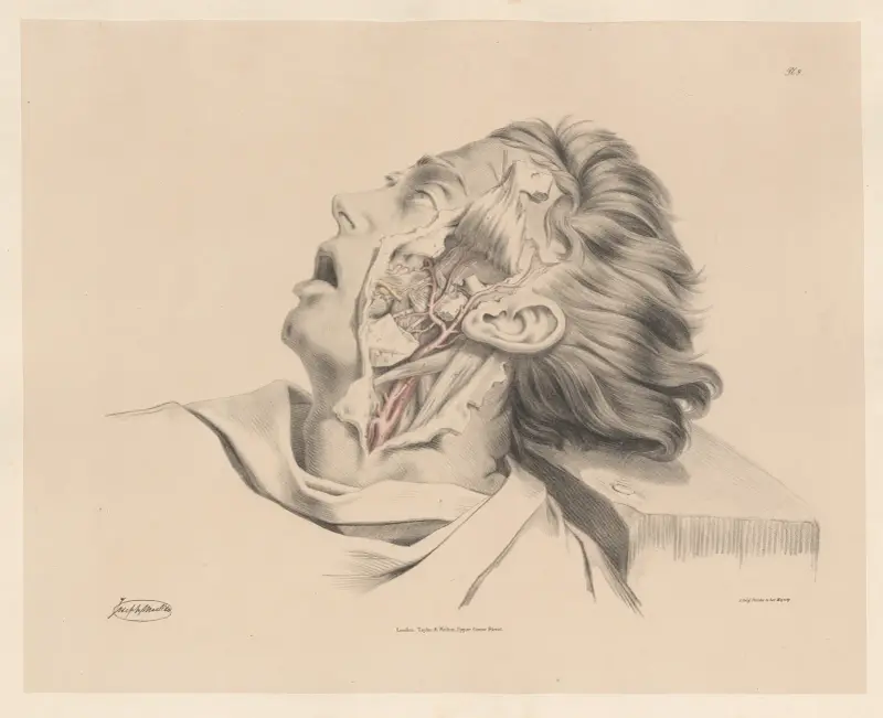 Inre maxillarisartären av Joseph Maclise