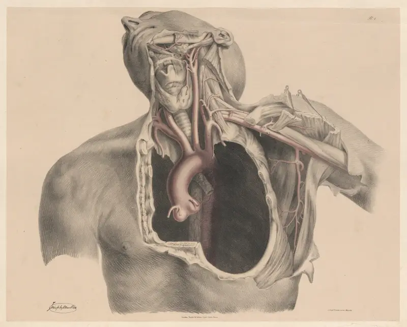 De stora artärerna i bröstkorgen och halsen av Joseph Maclise