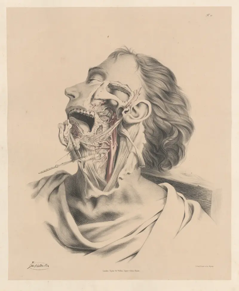 Tungans, svalgets och den inre halspulsåderns artärer av Joseph Maclise