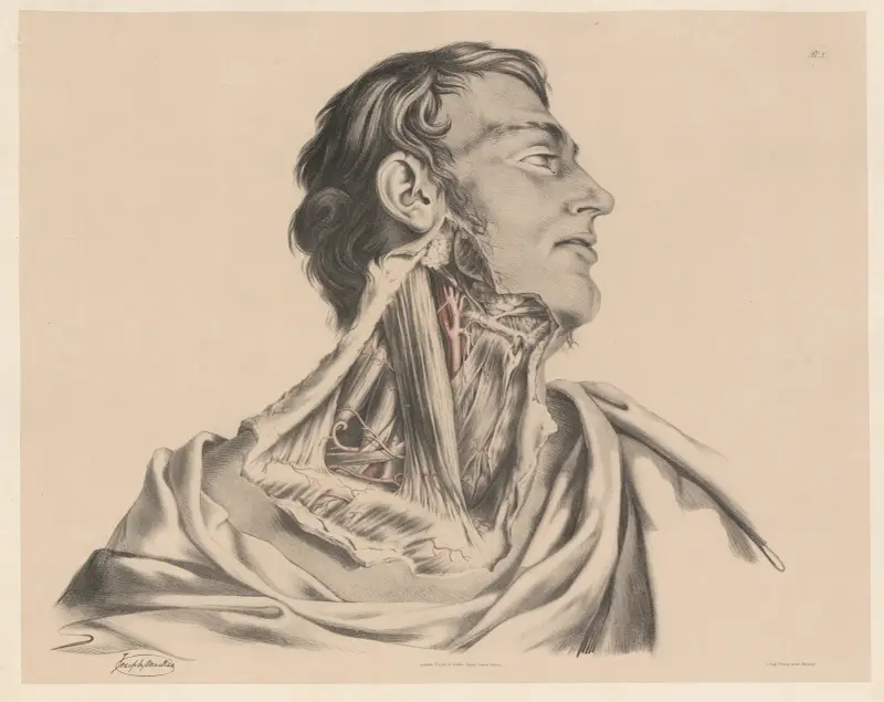 Powierzchowne tętnice szyi po prawej stronie, Joseph Maclise