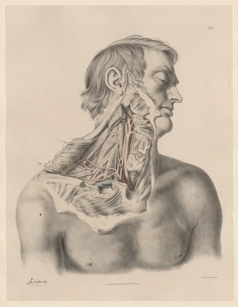 The Right Common Carotid artery; the Right Subclavian, and its branches av Joseph Maclise