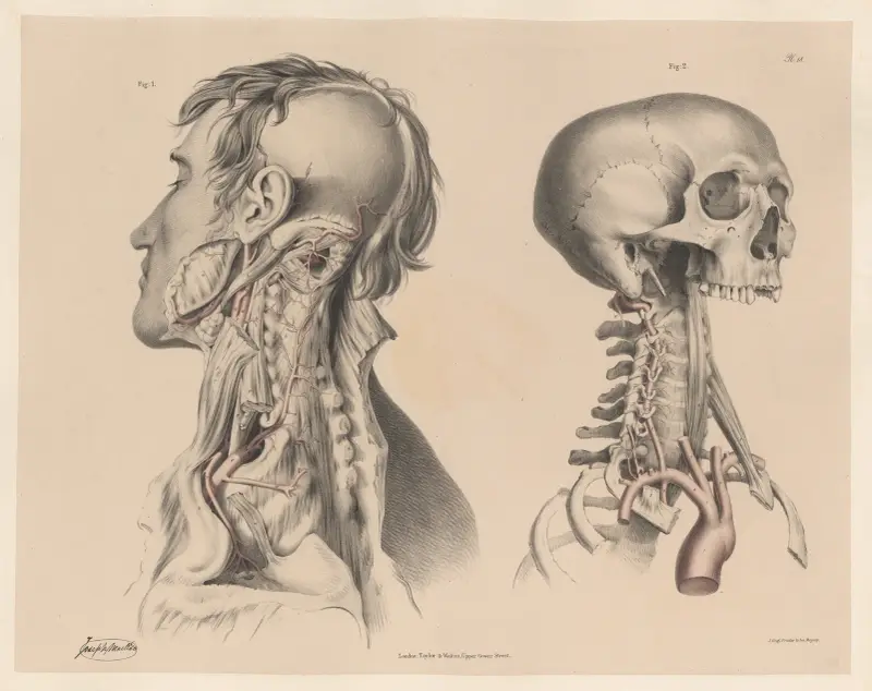 The superior Intercostal artery, and the Deep Cervical, The Vertebral artery of the right side av Joseph Maclise