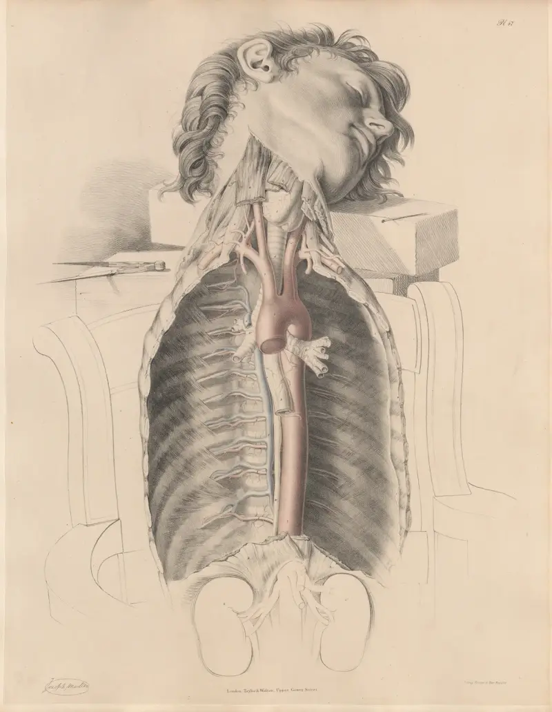 The Thoracic aorta and the Intercostal arteries, with the Intercostal veins, Vena Azygos, the Thoracic duct av Joseph Maclise
