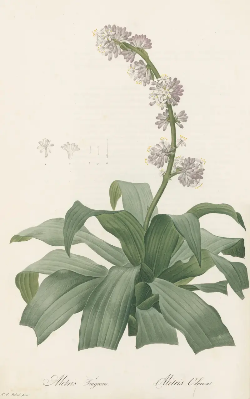 Aletris fragrans von Pierre Joseph Redouté