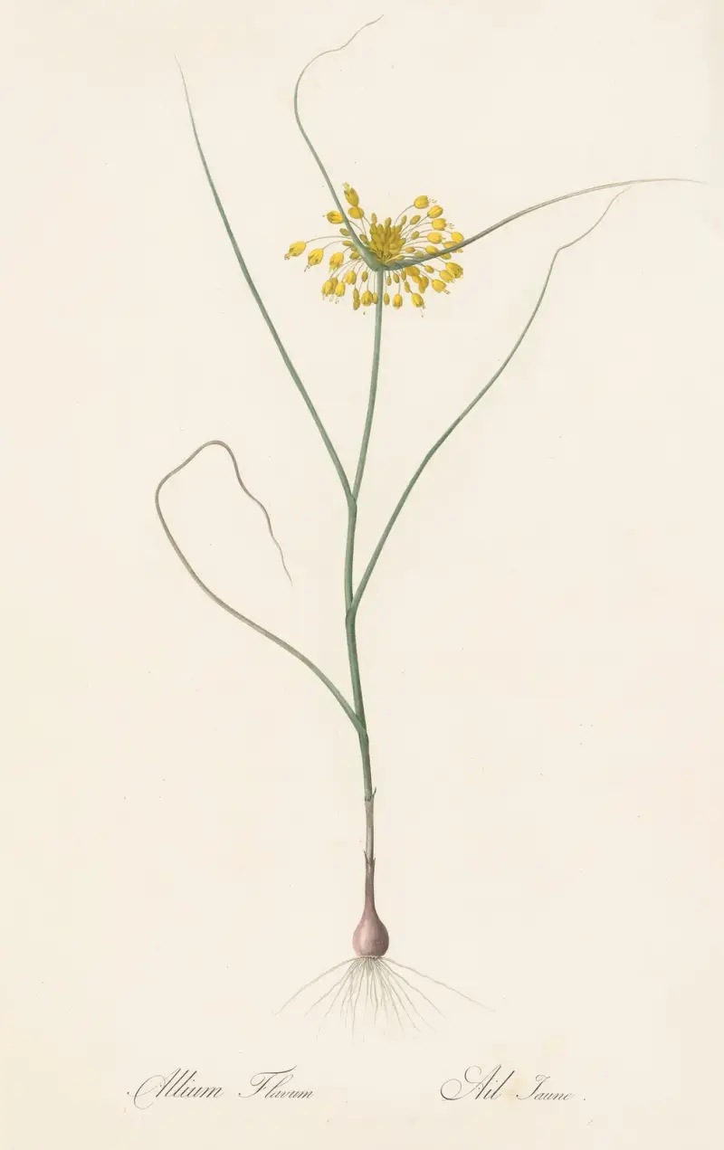 Allium flavum, Pierre Joseph Redouté