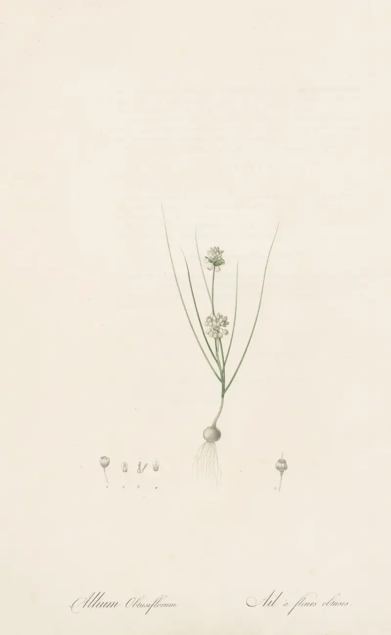 Allium obtusiflorum, Pierre Joseph Redouté