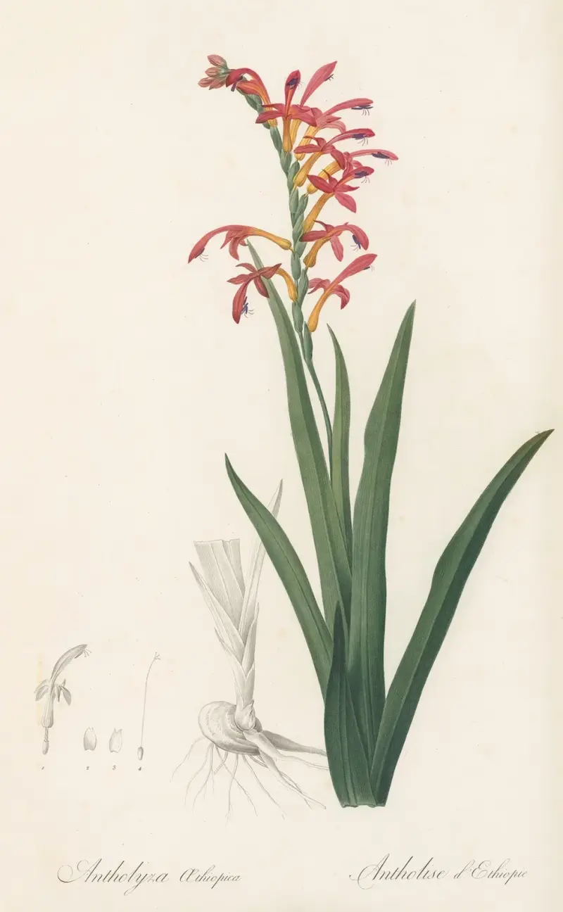 Antholyza aethiopica, Pierre Joseph Redouté