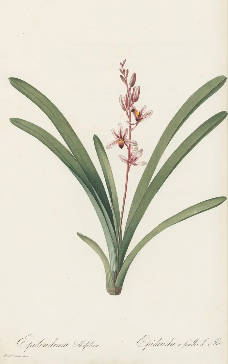 Epidendrum aloifolium, Pierre Joseph Redouté