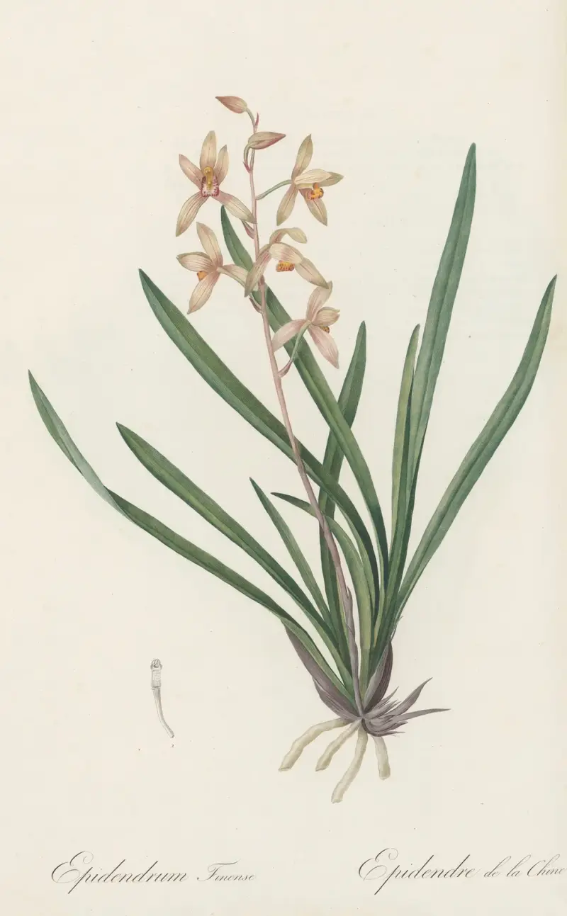 Epidendrum sinense, Pierre Joseph Redouté