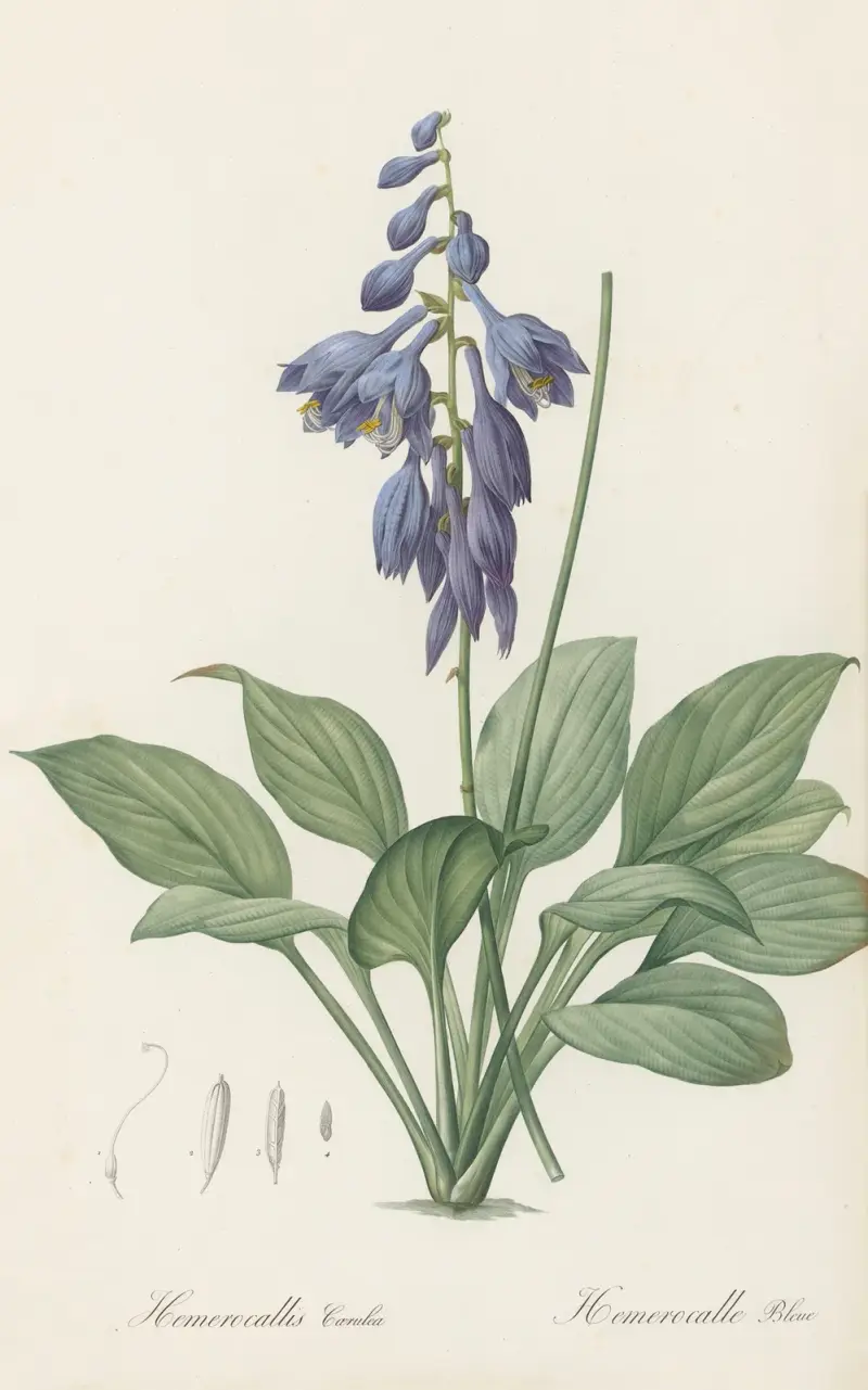 Hemerocallis Caerulea, Pierre Joseph Redouté