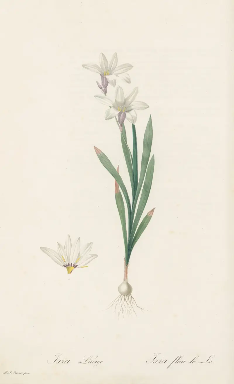 Ixia Liliago, Pierre Joseph Redouté