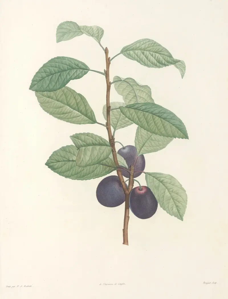 La botanique de J. J. Rousseau Pl 44 av Pierre Joseph Redouté
