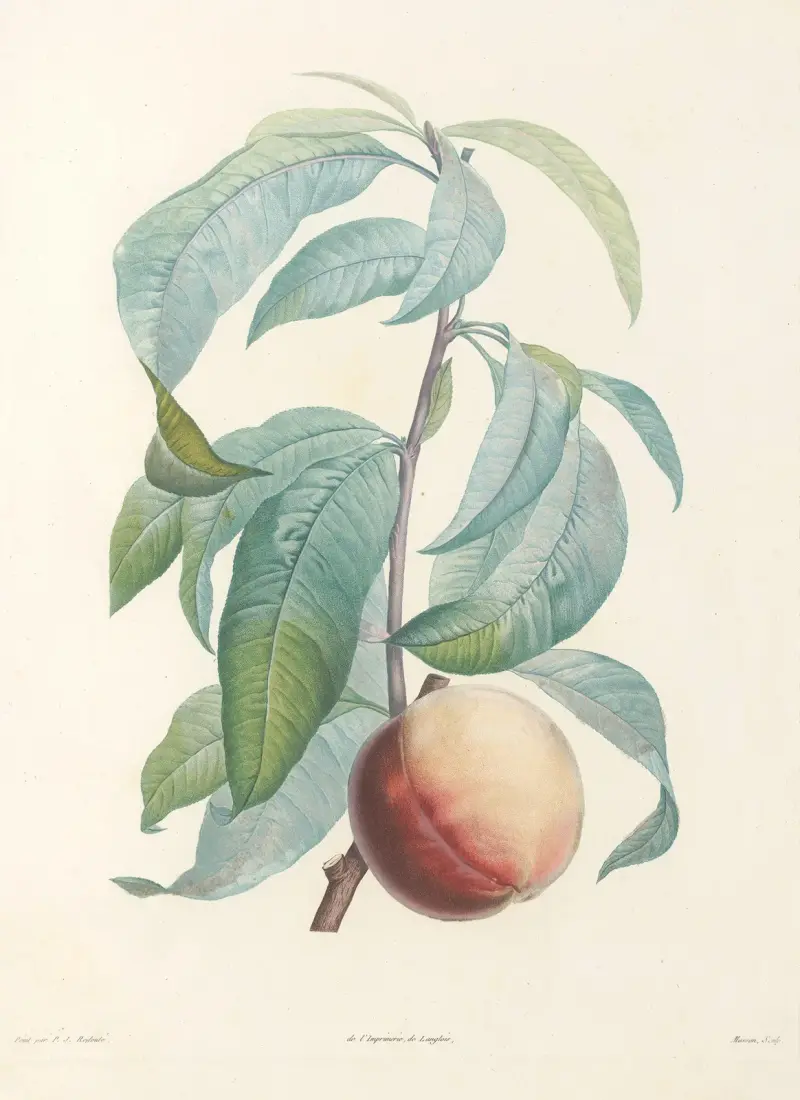 La botanique de J. J. Rousseau Pl 46 av Pierre Joseph Redouté