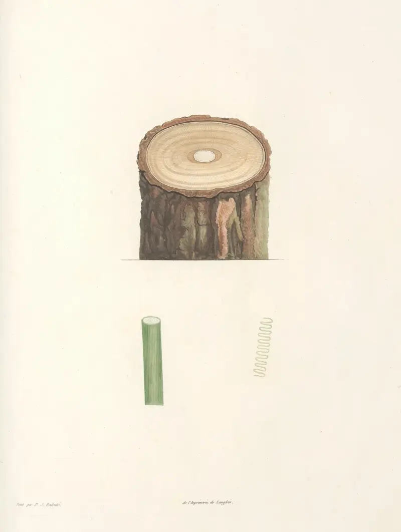 La botanique de J. J. Rousseau Pl 50 av Pierre Joseph Redouté