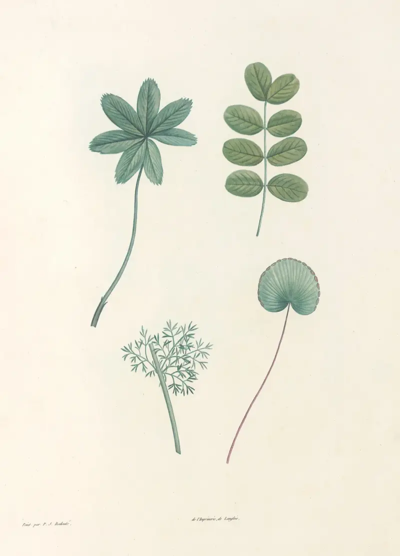 La botanique de J. J. Rousseau Pl 53 av Pierre Joseph Redouté