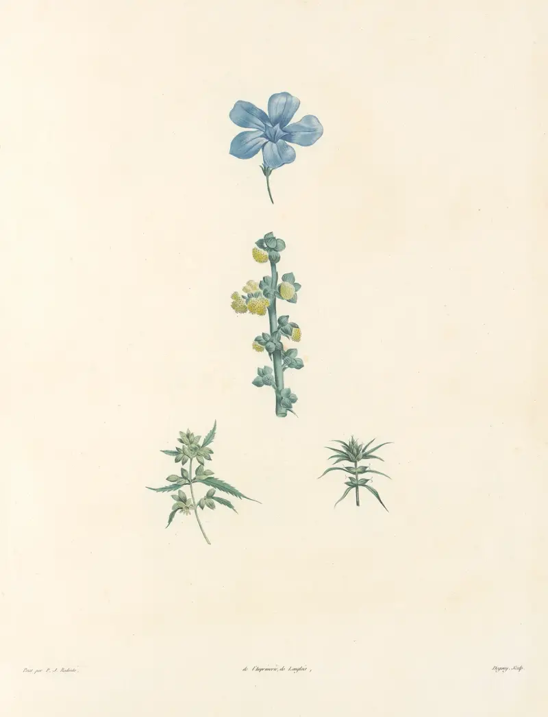 La botanique de J. J. Rousseau Pl 61 av Pierre Joseph Redouté