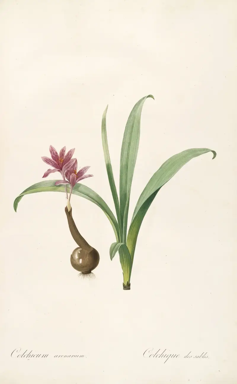 Les liliacees Pl.46 av Pierre Joseph Redouté